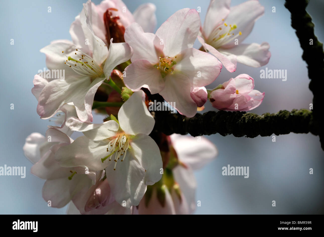 Prunus sargentii Sargent della ciliegia giapponese del Nord Collina Montagna Ezo Ezo-yama-zakura Big mountain cherry fiori bianchi la molla Foto Stock