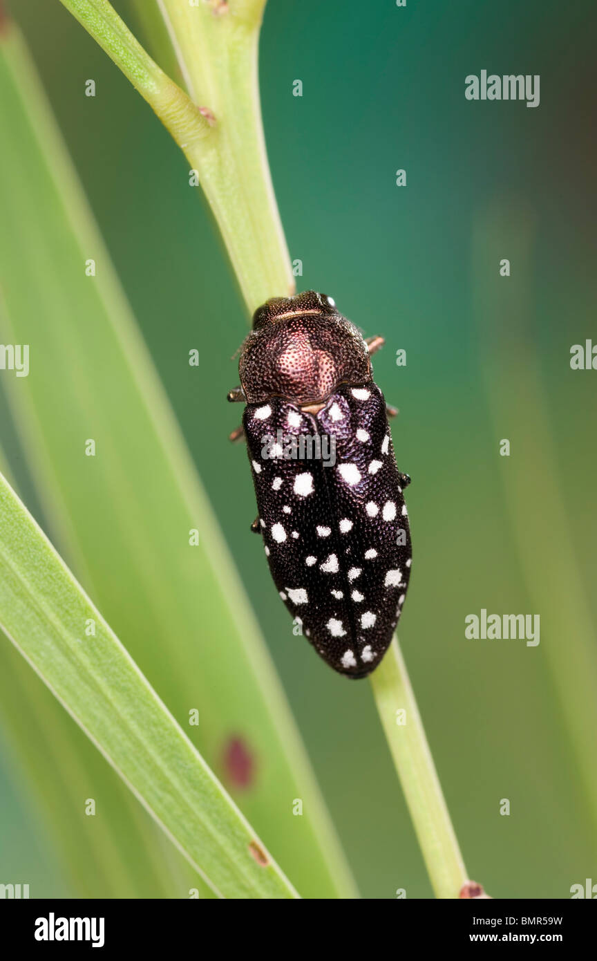 Australian gioiello beetle sul ramo di bargiglio Foto Stock