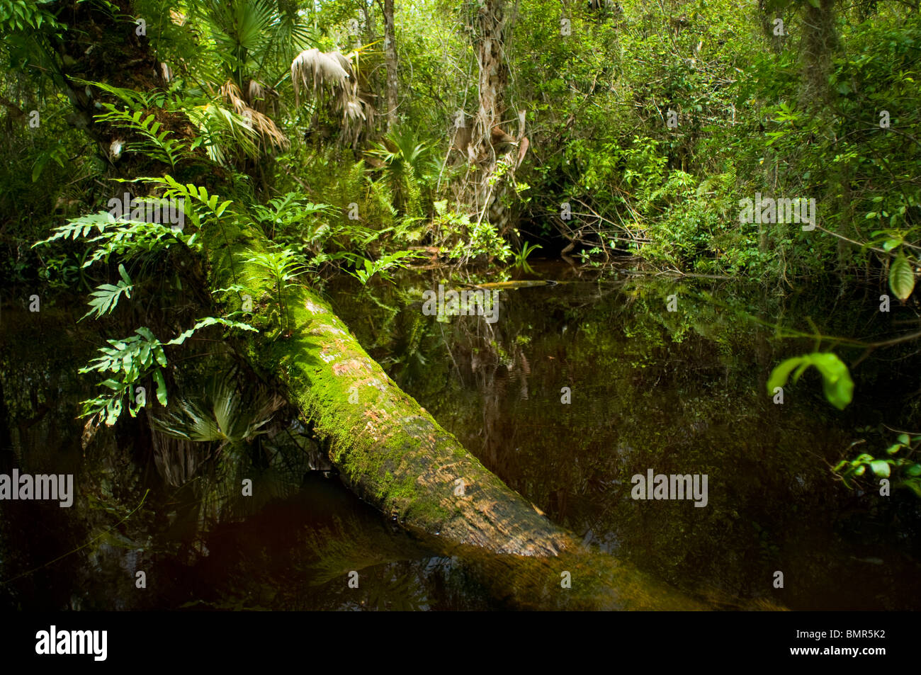 Filamento Fakahatchee parco dello stato in Everglades della Florida, un sito del Patrimonio Mondiale. Foto Stock