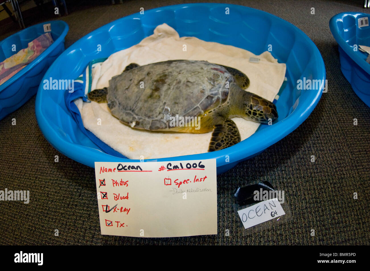 Tartaruga Verde (Chelonia Mydas) salvato ed essere riabilitato a Caretta Marinelife Centro di Juno Beach, FL. Foto Stock