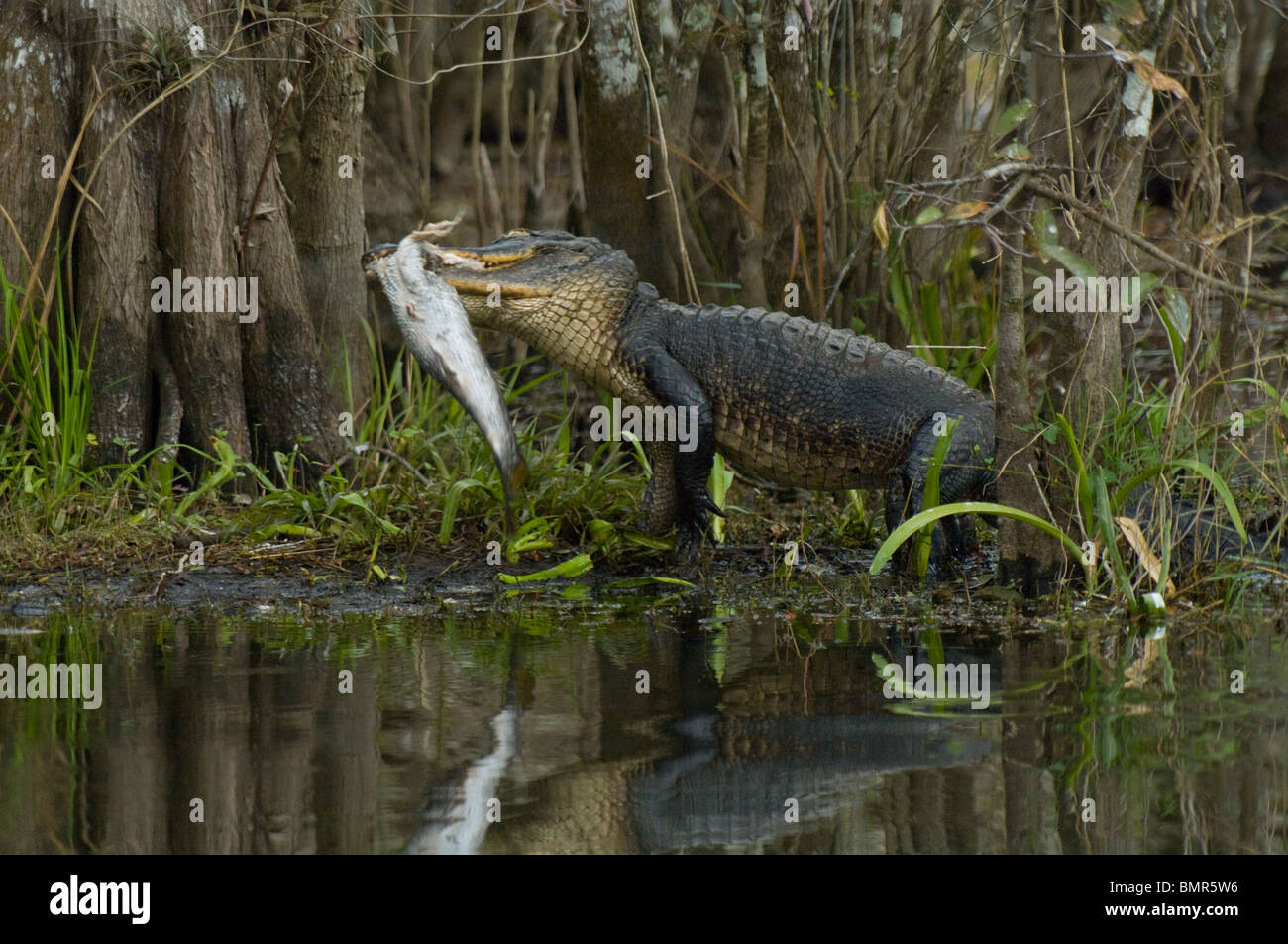 Il coccodrillo americano (Alligator mississippiensis) alimentazione su un comune snook in Everglades della Florida. Foto Stock