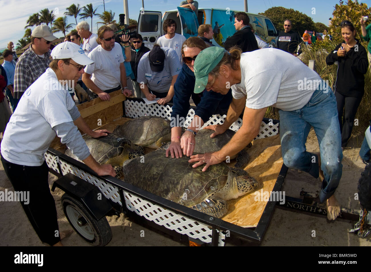 Volontari rilasciando riabilitato tartarughe marine verdi (Chelonia Mydas) nell'Oceano Atlantico in Juno Beach, FL dopo un fronte freddo. Foto Stock