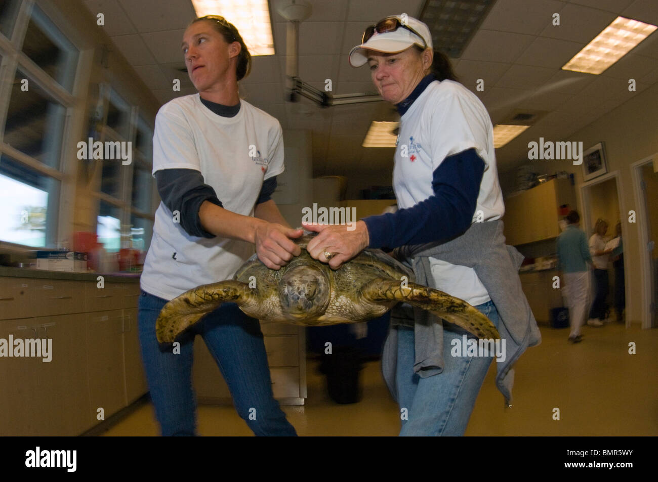 Volontari rilasciando riabilitato tartarughe marine verdi (Chelonia Mydas) nell'Oceano Atlantico in Juno Beach, FL dopo un fronte freddo. Foto Stock