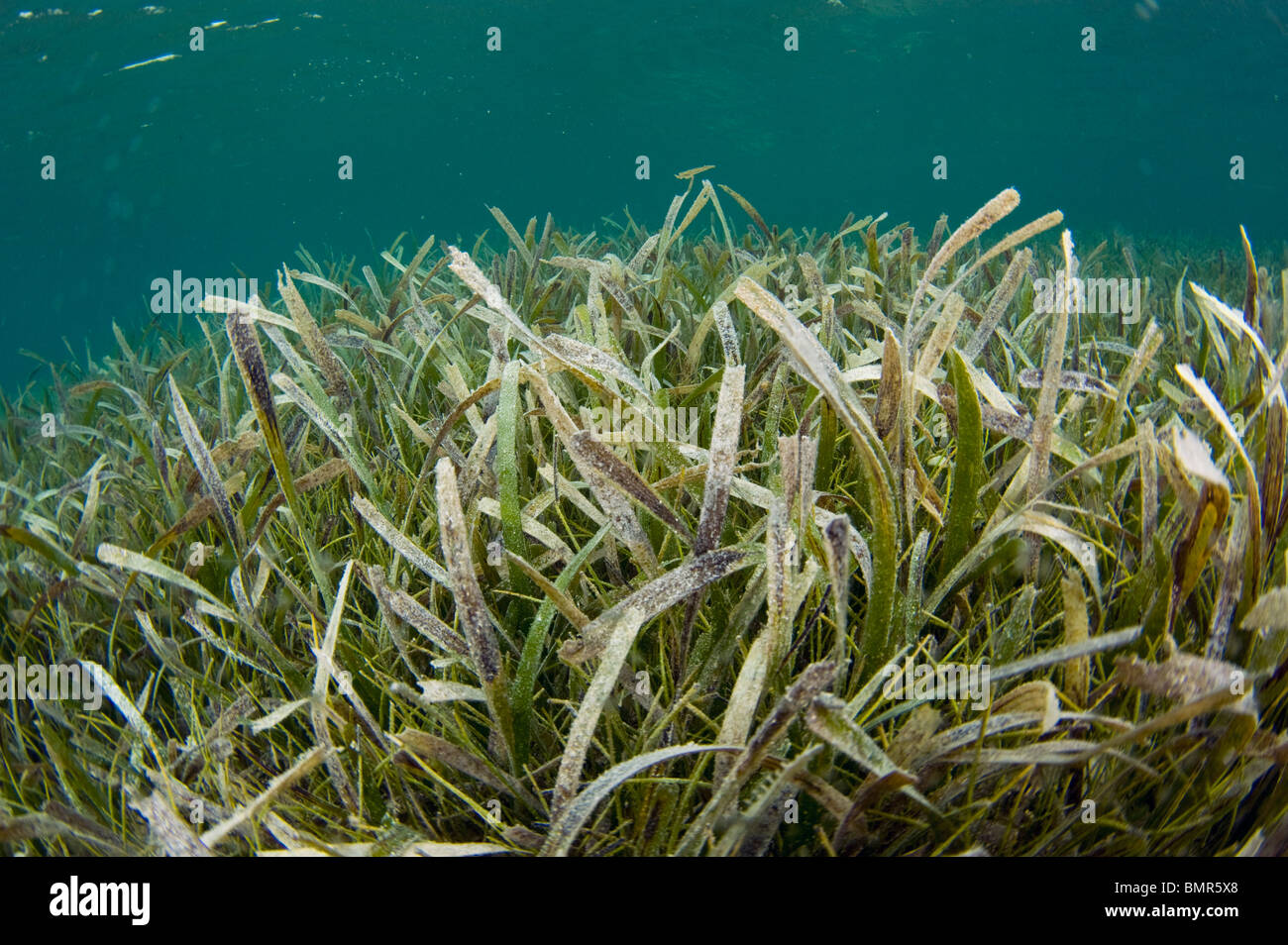 La tartaruga di mare (erba testudinum Thalassia) nel sud-ovest Caye Belize, America Centrale e Caraibi Mare Foto Stock