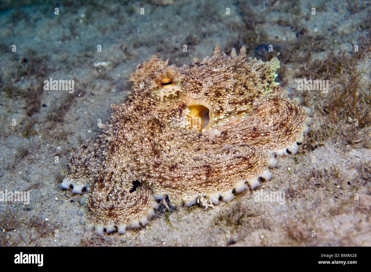 Reef Polpo (Octopus briareus) fotografato nel lago vale la pena di laguna, un estuario vicino al Palm Beach ingresso, FL Foto Stock