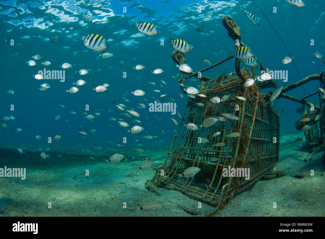 Sargeant major (Abudefduf saxatilis) e Spottail Pinfish (Diplodus holbrooki) sciame un carrello sott'acqua in Florida. Foto Stock