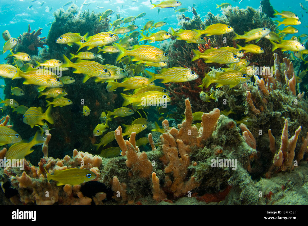 Il francese grugniti (Haemulon flavolineatum) scolarizzazione tra di spugne e coralli in Lake Worth Laguna, Florida. Foto Stock