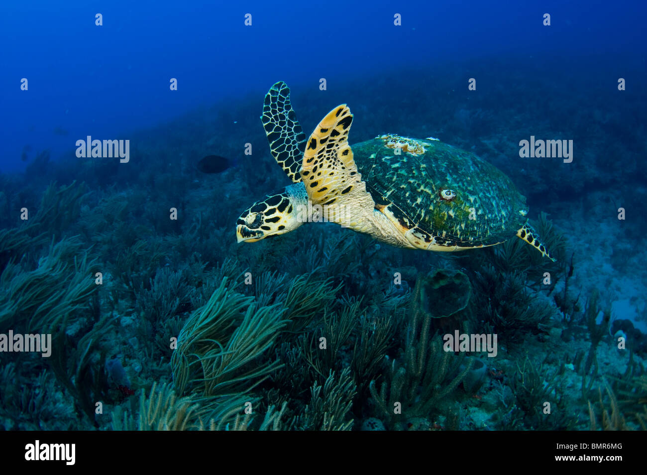 Hawksbill tartaruga di mare (Eretmochelys imbricata) fotografato in Palm Beach County, FL. Foto Stock