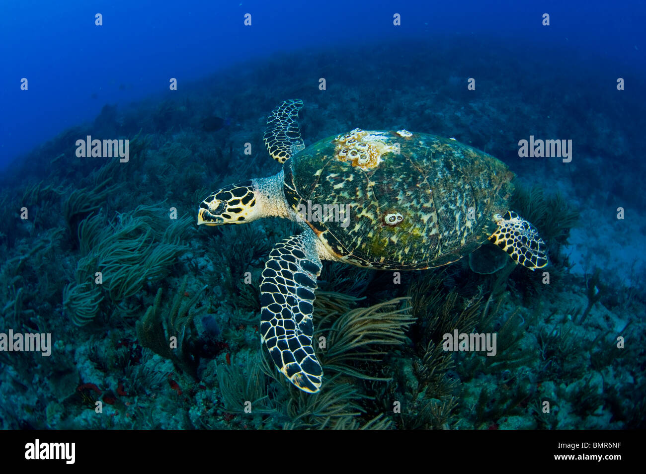 Hawksbill tartaruga di mare (Eretmochelys imbricata) fotografato in Palm Beach County, FL. Foto Stock