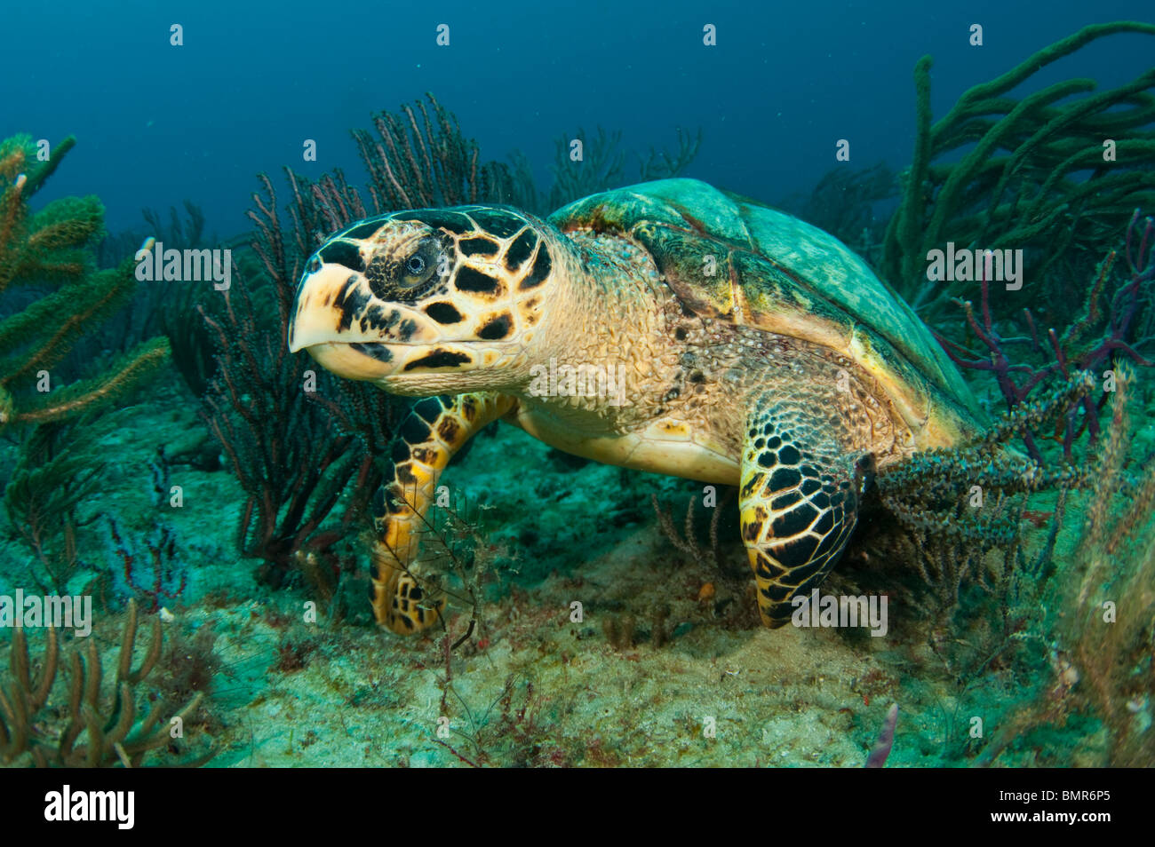 Hawksbill tartaruga di mare (Eretmochelys imbricata) fotografato in Palm Beach County, FL. Foto Stock