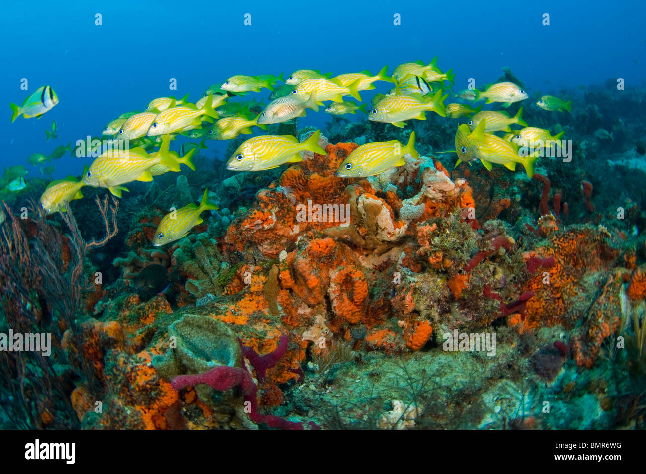 Coral Reef in Palm Beach County, FL con una scuola di francese grugniti (Haemulon flavolineatum). Foto Stock