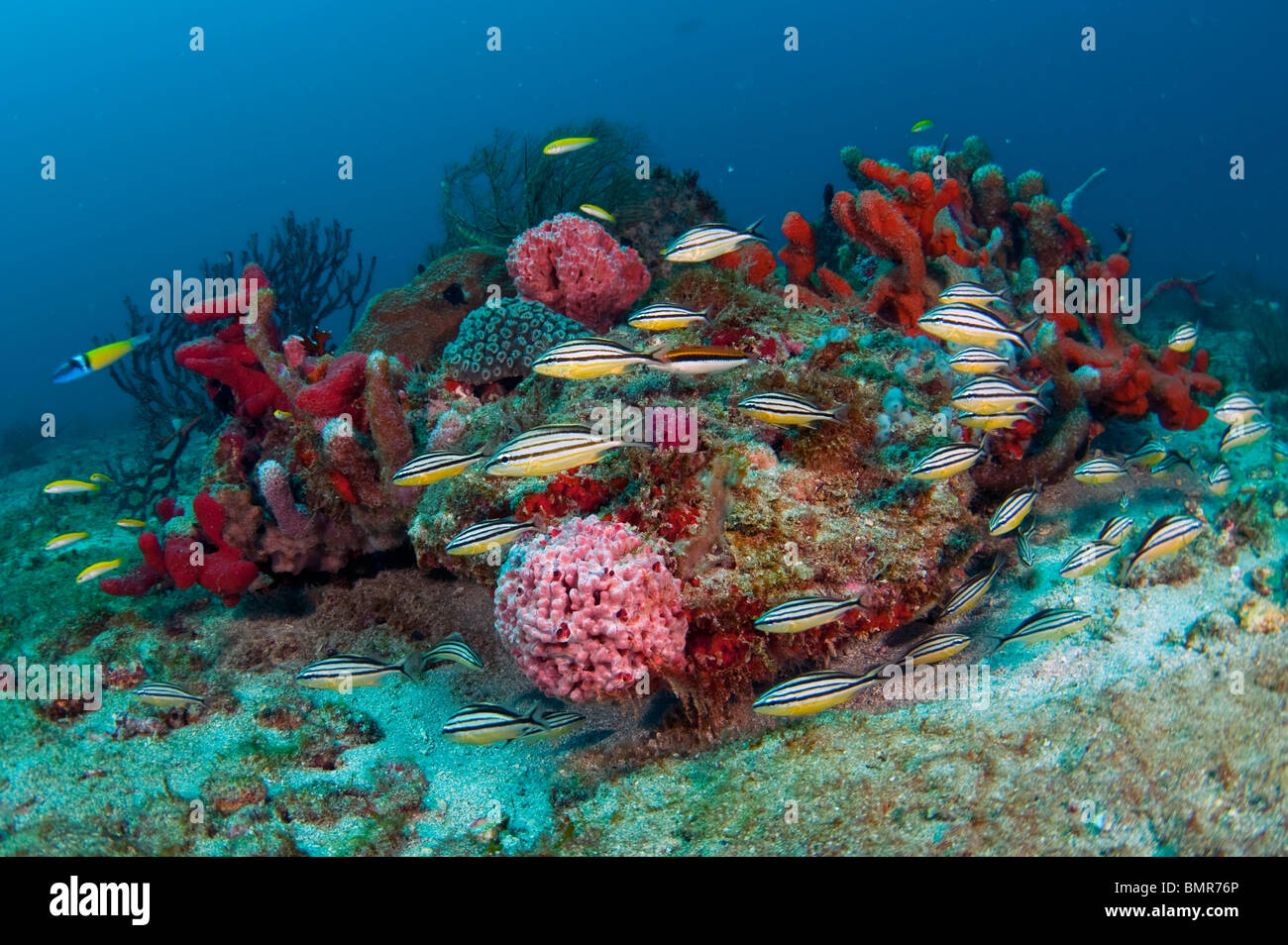 Coral Reef in Palm Beach, Florida con un assortimento di invertebrati marini e pesci di specie. Foto Stock