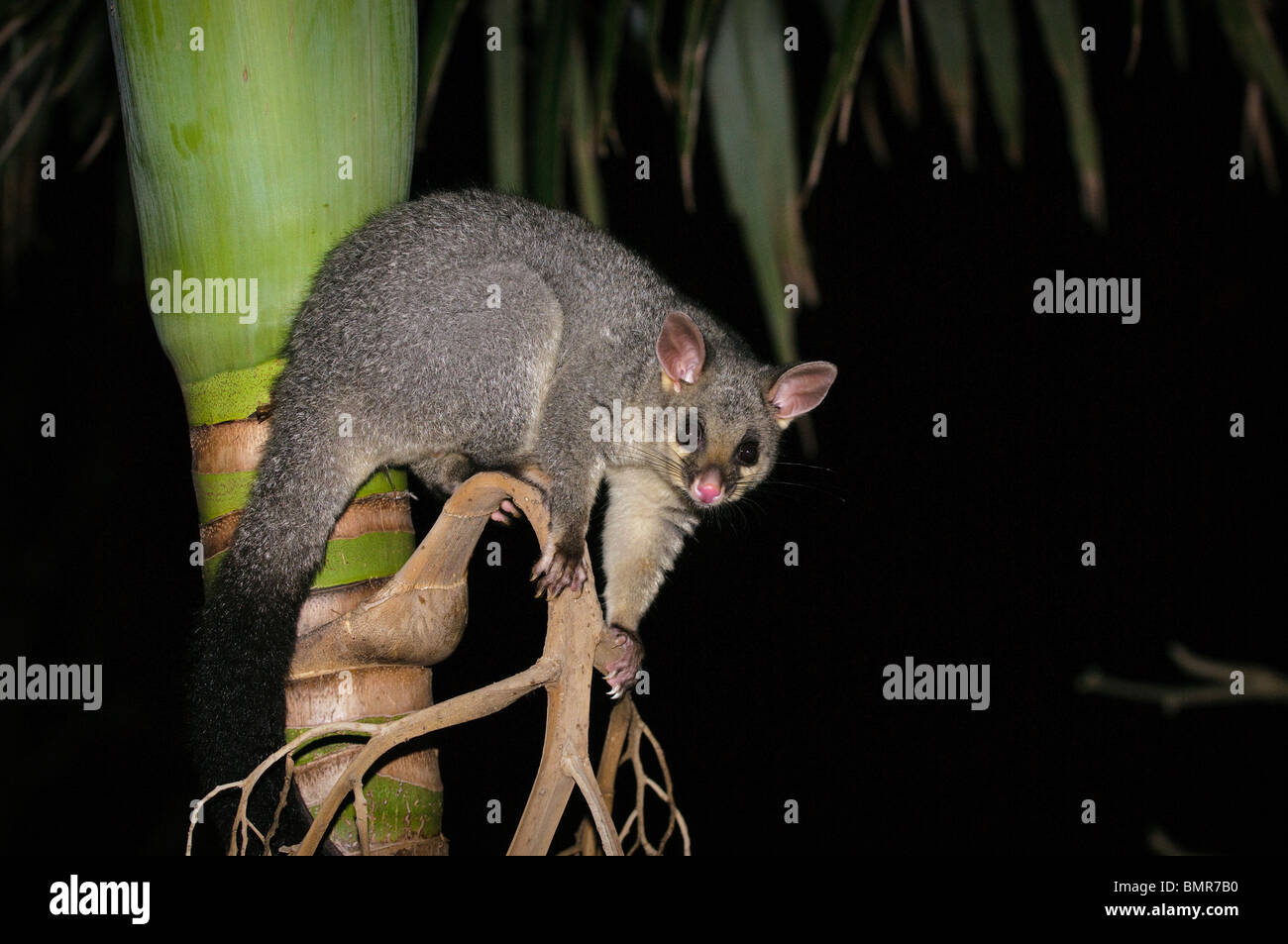 Brush-tailed possum in Palm tree, Brisbane, Queensland, Australia Foto Stock