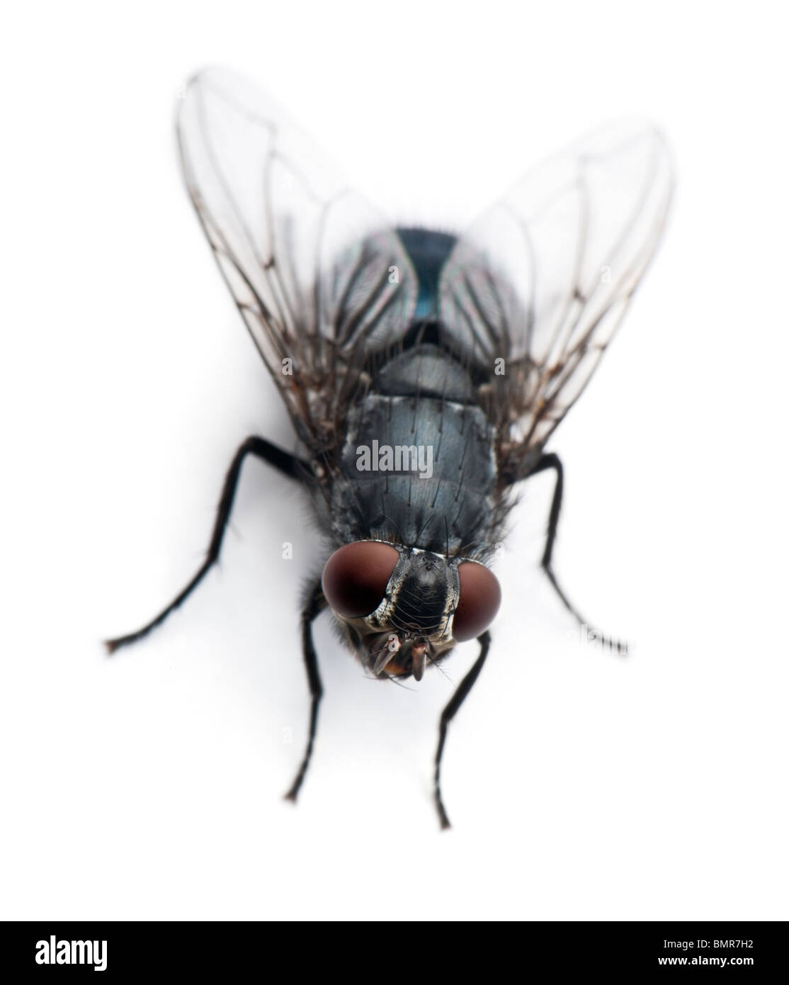 Housefly, Musca domestica, di fronte a uno sfondo bianco Foto Stock