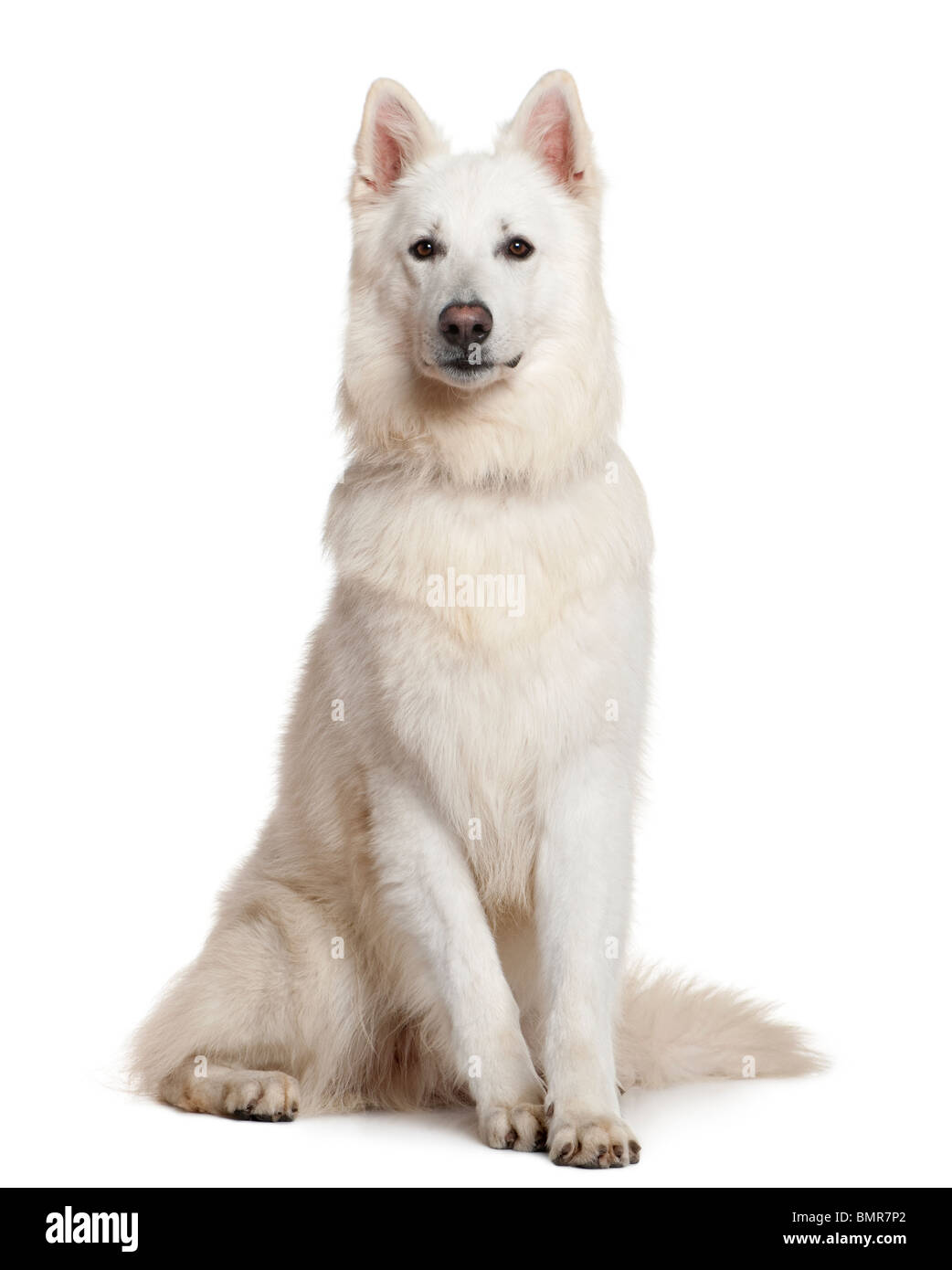Swiss cane pastore, 3 anni, seduto di fronte a uno sfondo bianco Foto Stock