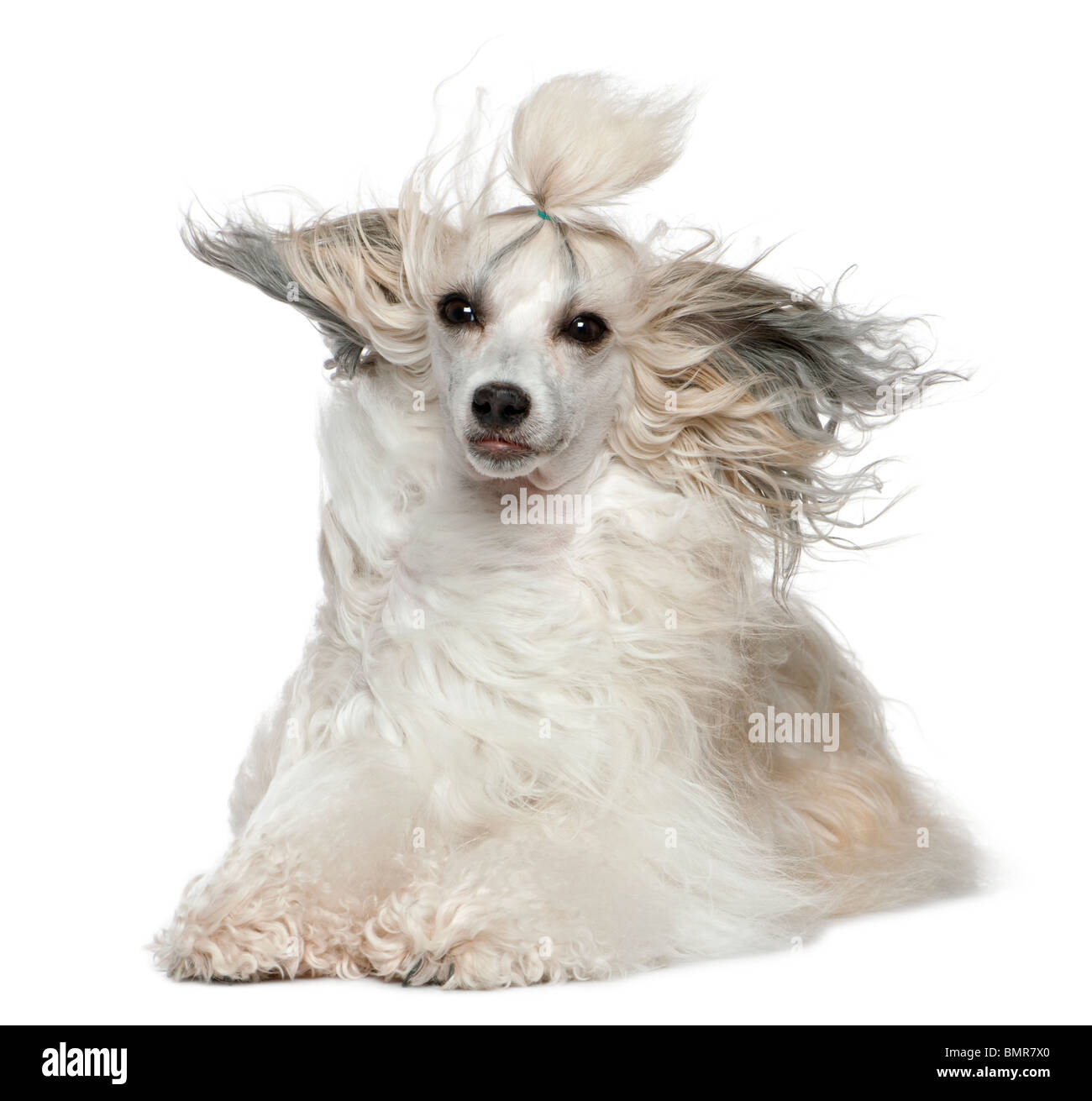 Chinese Crested Dog con i capelli al vento, 2 anni, di fronte a uno sfondo bianco Foto Stock