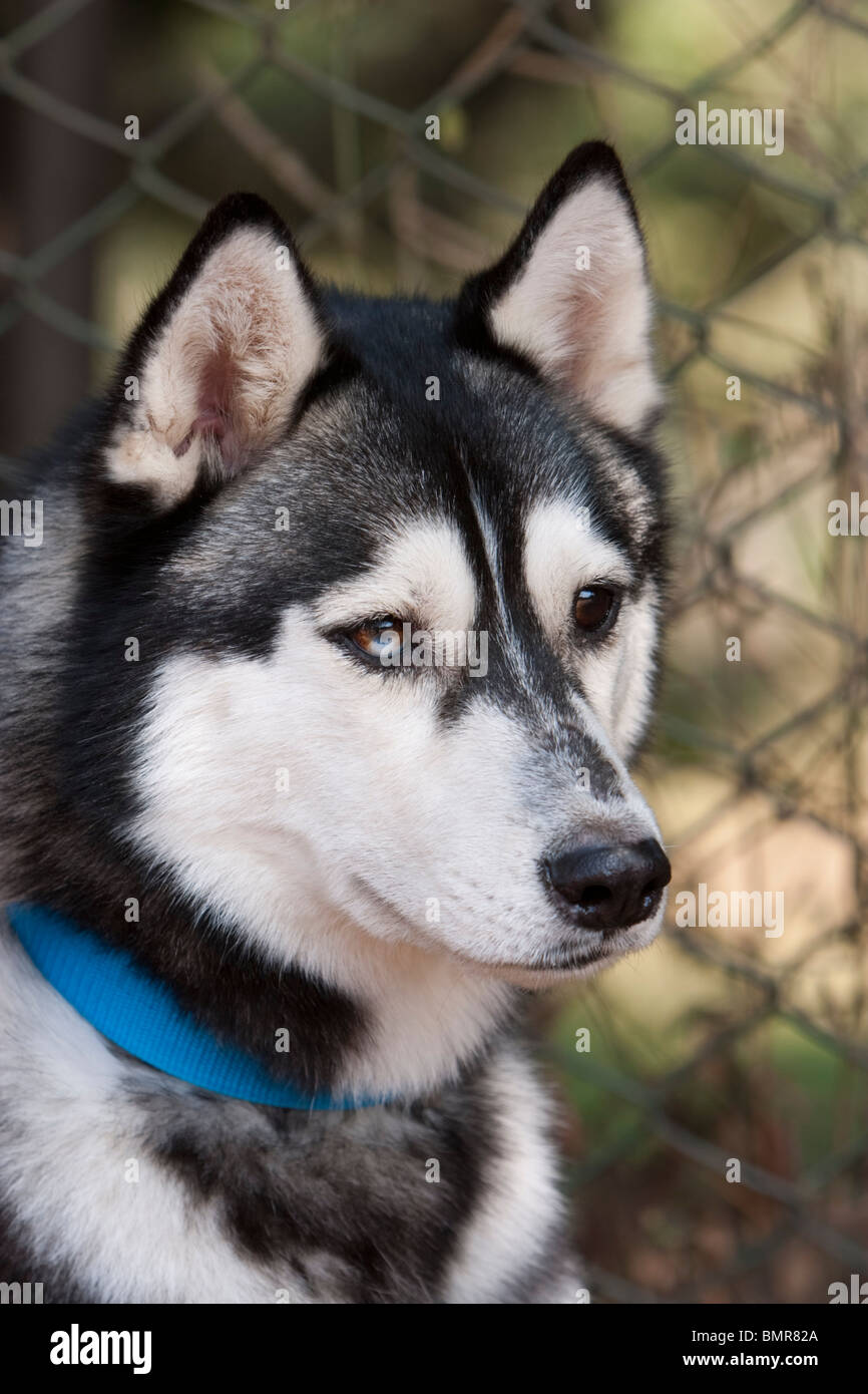 Un Siberian Husky cane in un dog show a Bangalore in India. Foto Stock