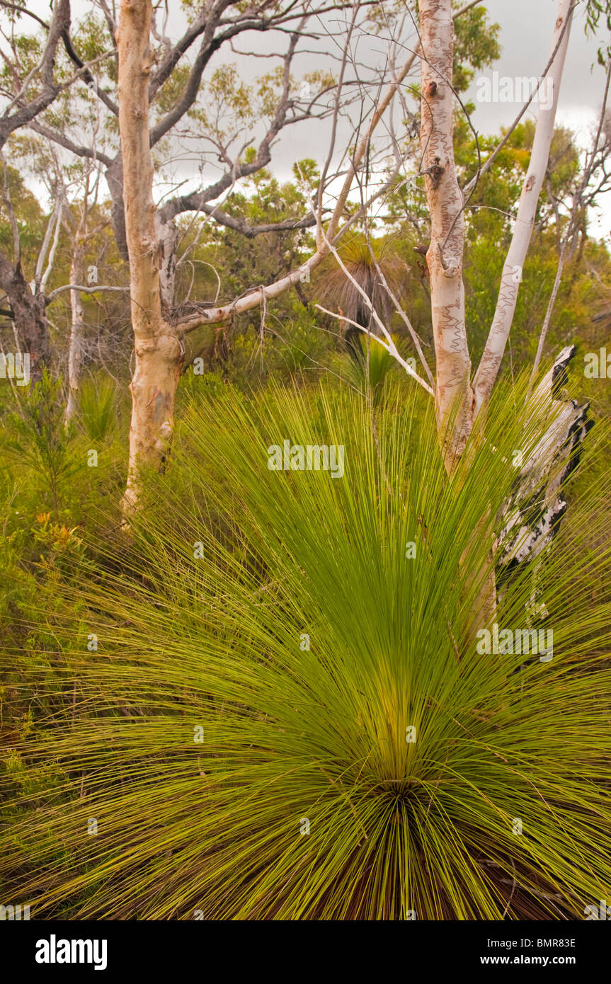 Scribbly gengive ed erba alberi, Telegrafo via, Moreton Island, Queensland, Australia Foto Stock