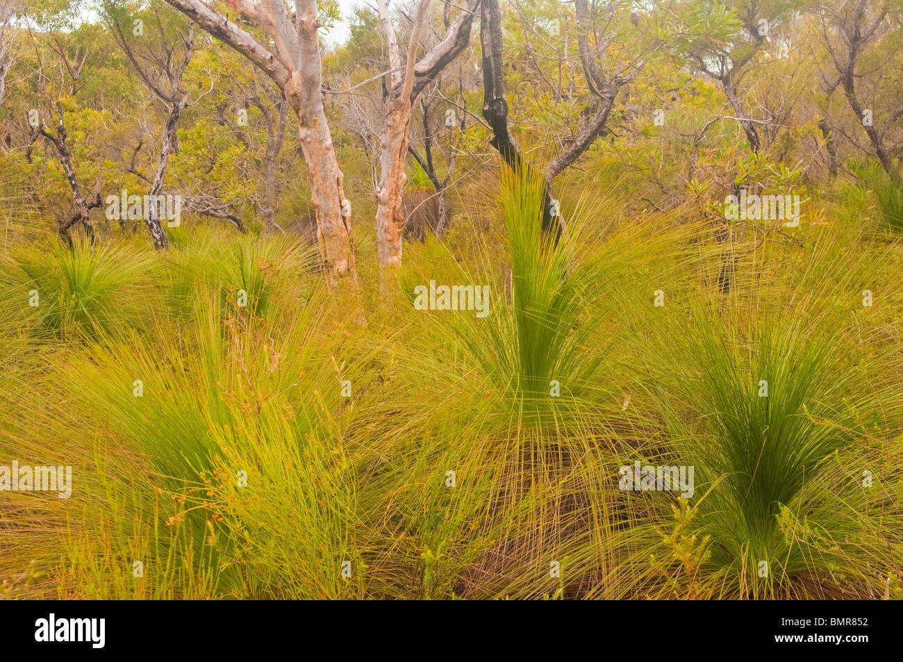 Scribbly gengive ed erba alberi, Telegrafo via, Moreton Island, Queensland, Australia Foto Stock