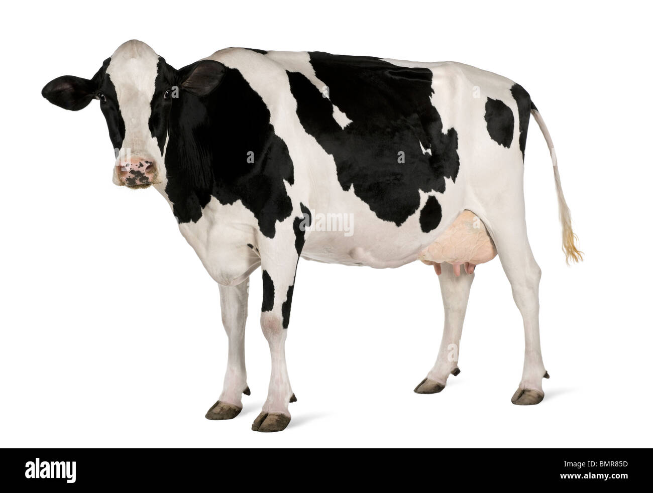 Vacca Holstein, 5 anni, in piedi contro lo sfondo bianco Foto Stock