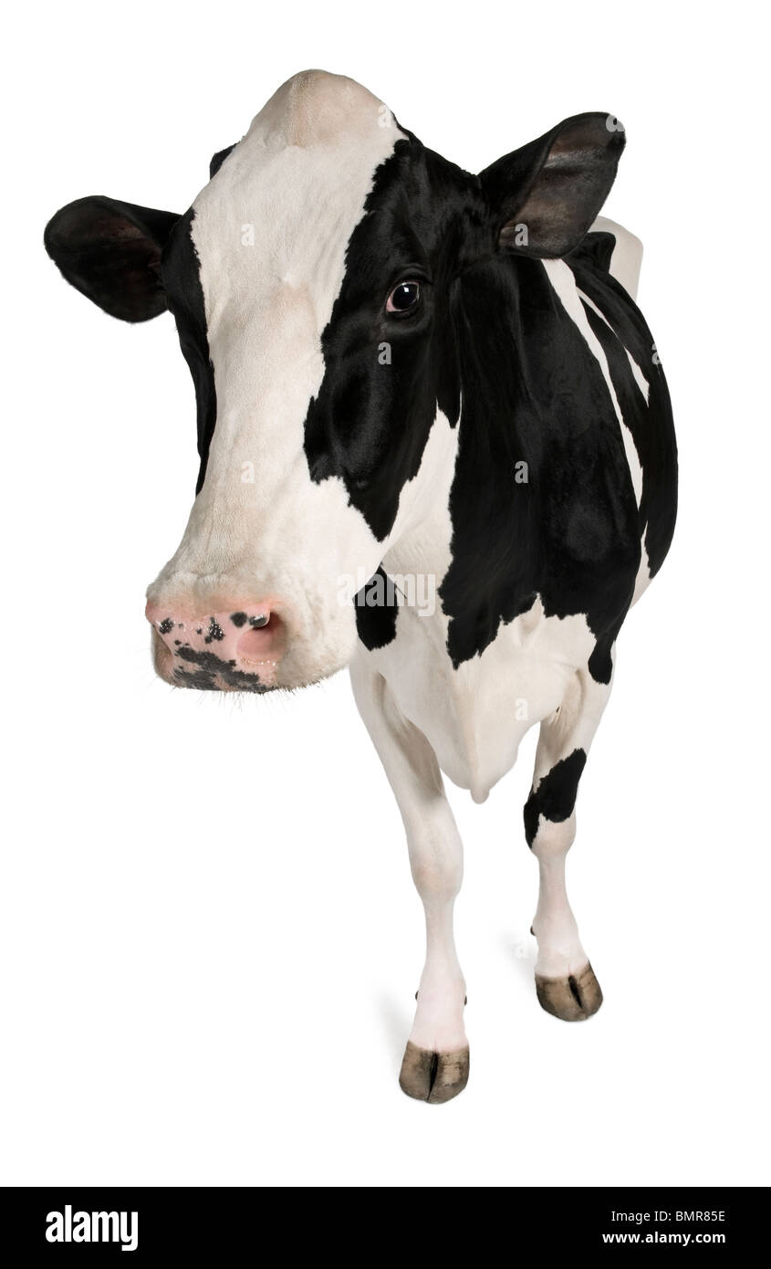 Vacca Holstein, 5 anni, in piedi contro lo sfondo bianco Foto Stock