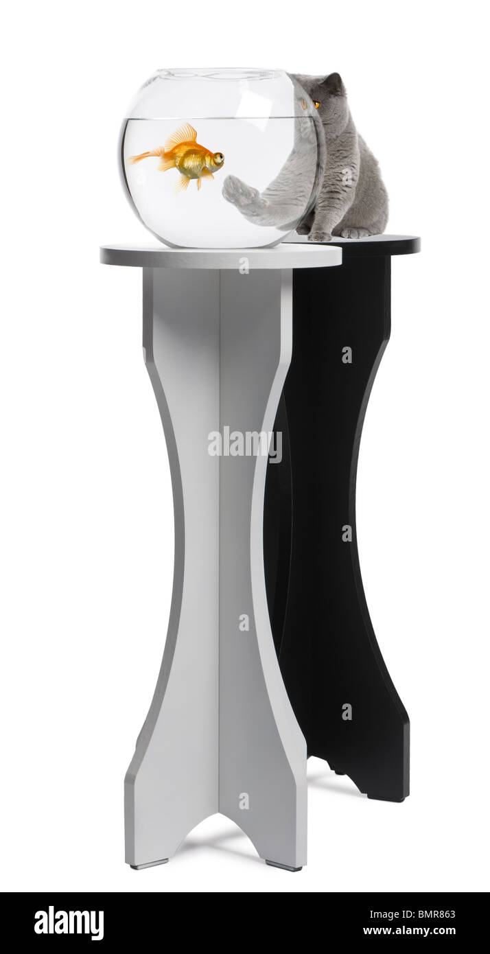 Cat guardando un pesce in un acquario su un piedistallo di fronte a uno sfondo bianco Foto Stock