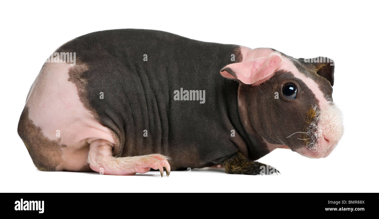 Glabre cavia in piedi contro uno sfondo bianco Foto Stock