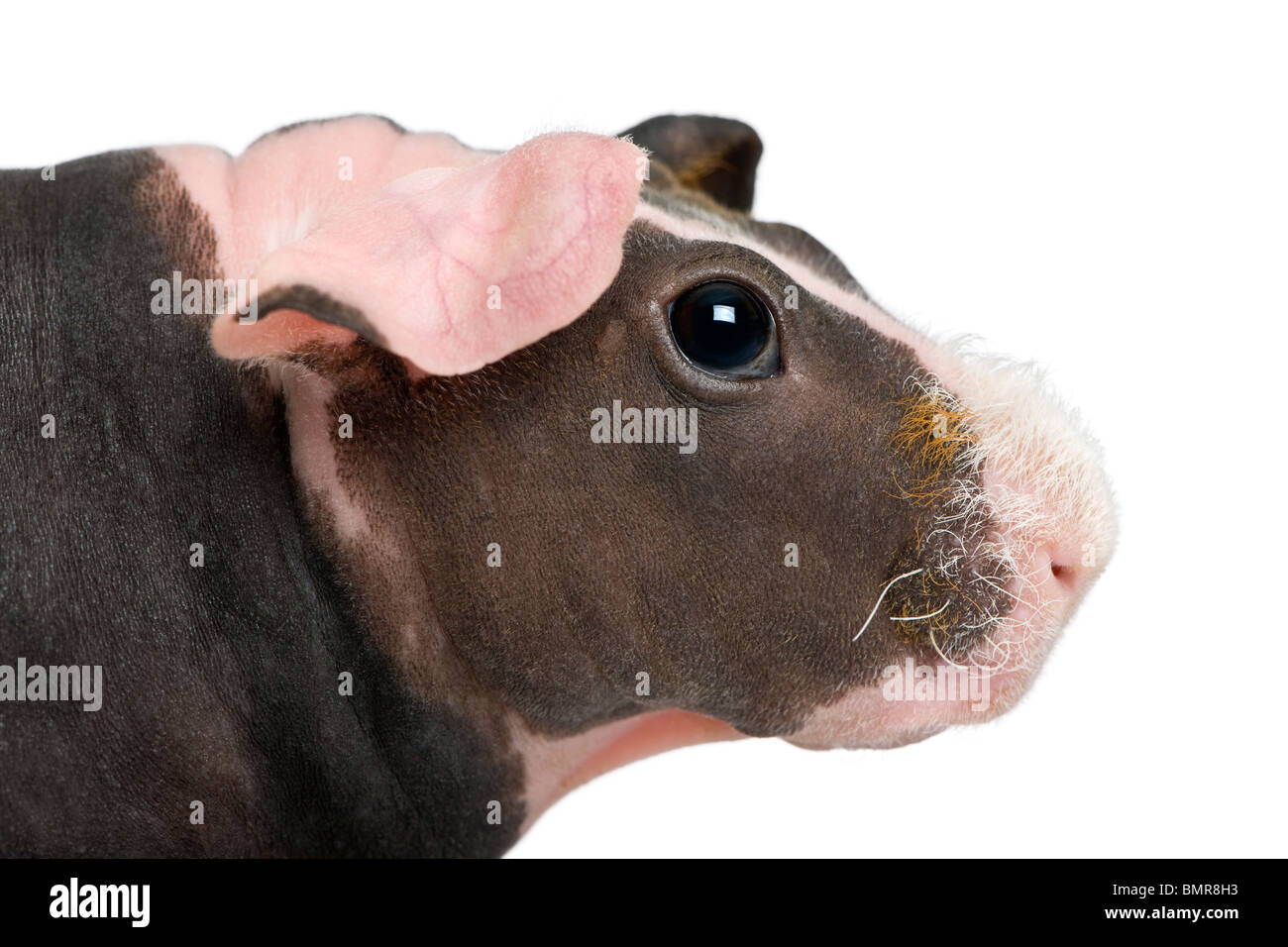 Close-up di glabre Cavia contro uno sfondo bianco Foto Stock