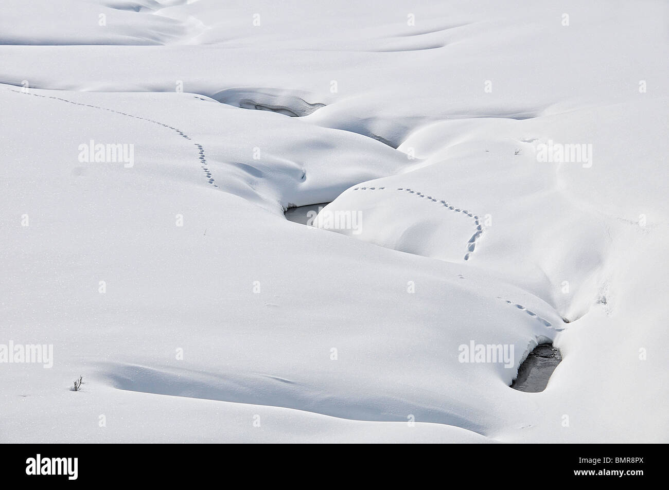 Tracce nella neve, Yellowstone Foto Stock