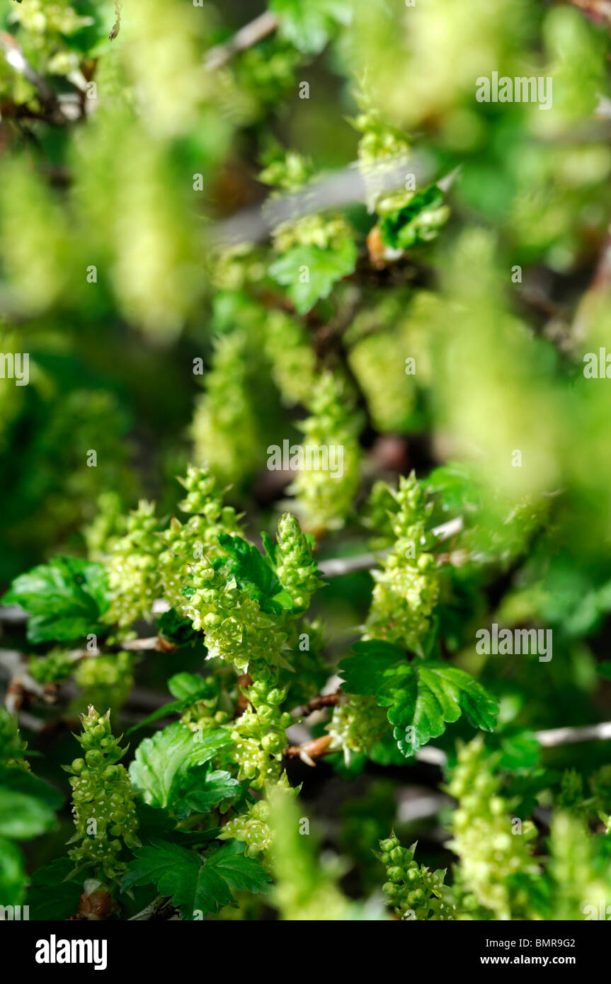 Ribes alpinum ribes montagna fiori maschili fioritura delle piante decidue arbusto dioica Foto Stock