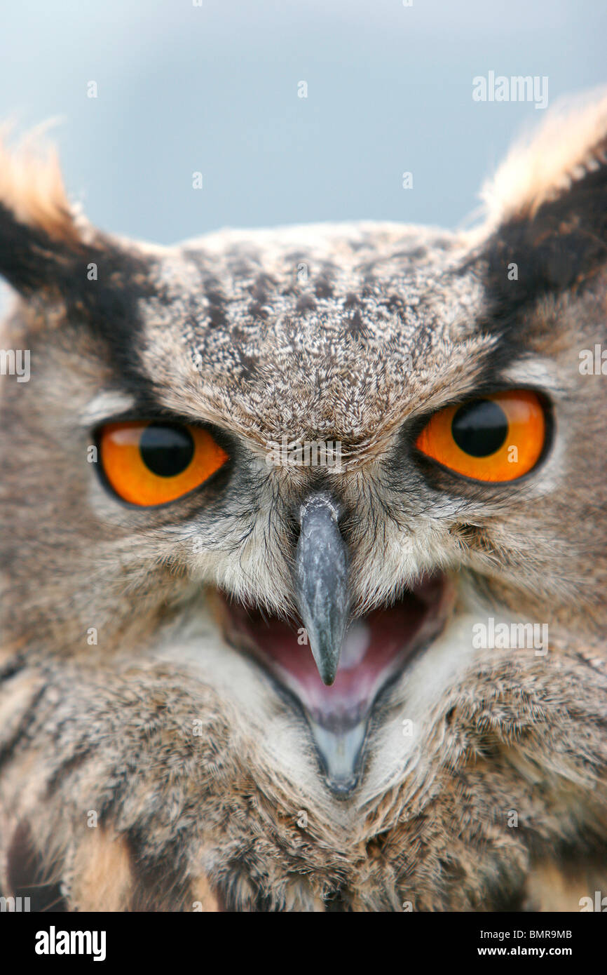 Gufo di Aquila Foto Stock