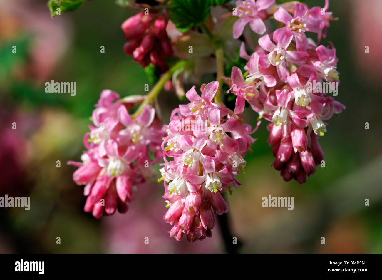 Rosso ribes fioritura Ribes sanguineum fiori in primavera deciduo arbusto profumato fragranti fiori profumati inizio primavera Foto Stock