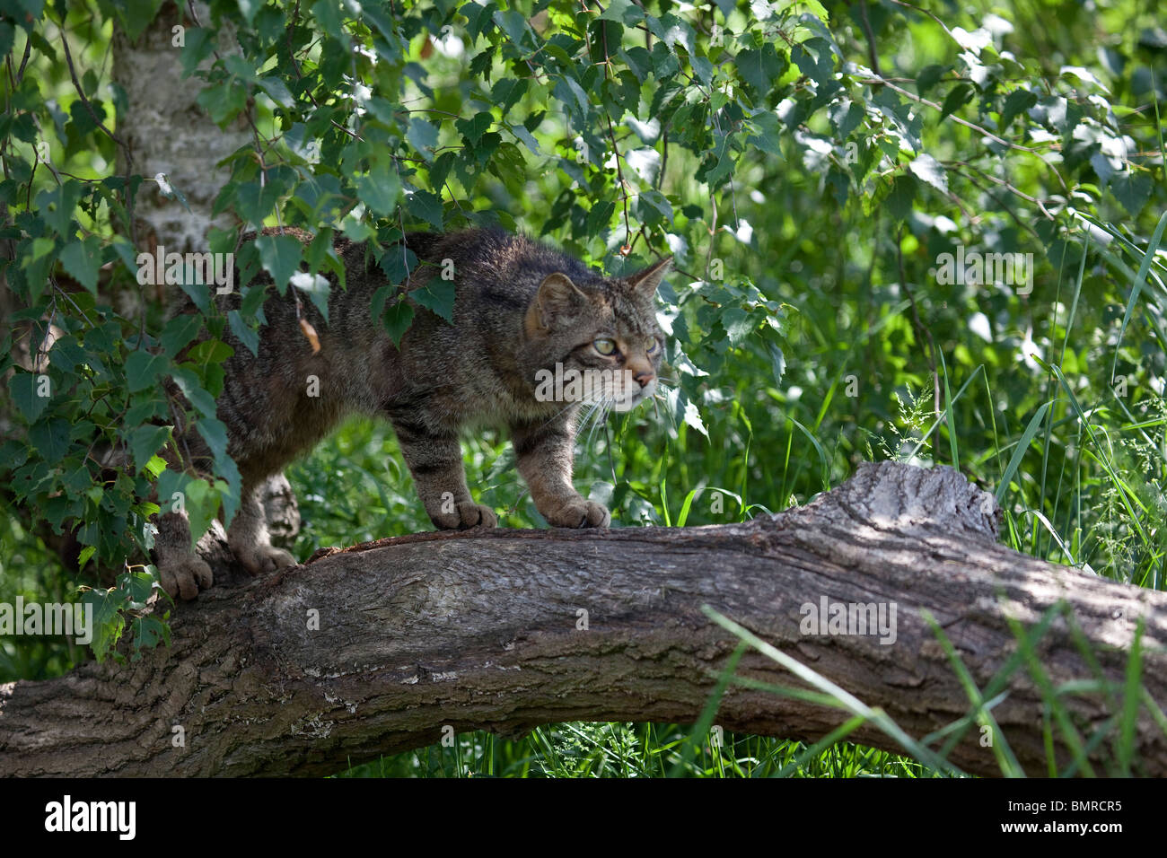 Scottish Wildcat Felis sylvestris stalking lungo un ramo di albero di sottobosco presi in condizioni controllate Foto Stock