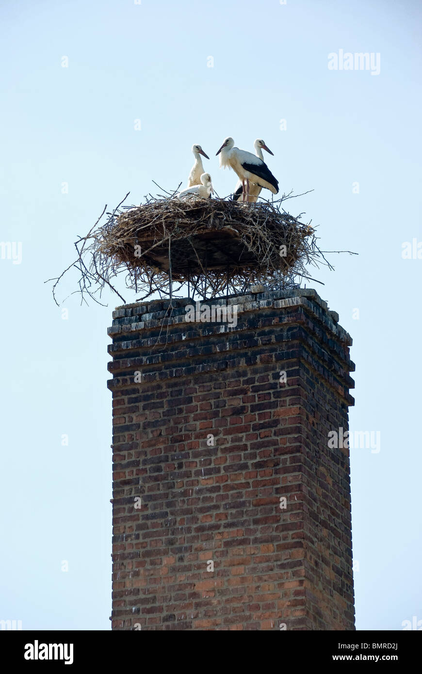 Le persone sono montati sulla piattaforma di stack su cui le cicogne per costruire un nido. Foto Stock