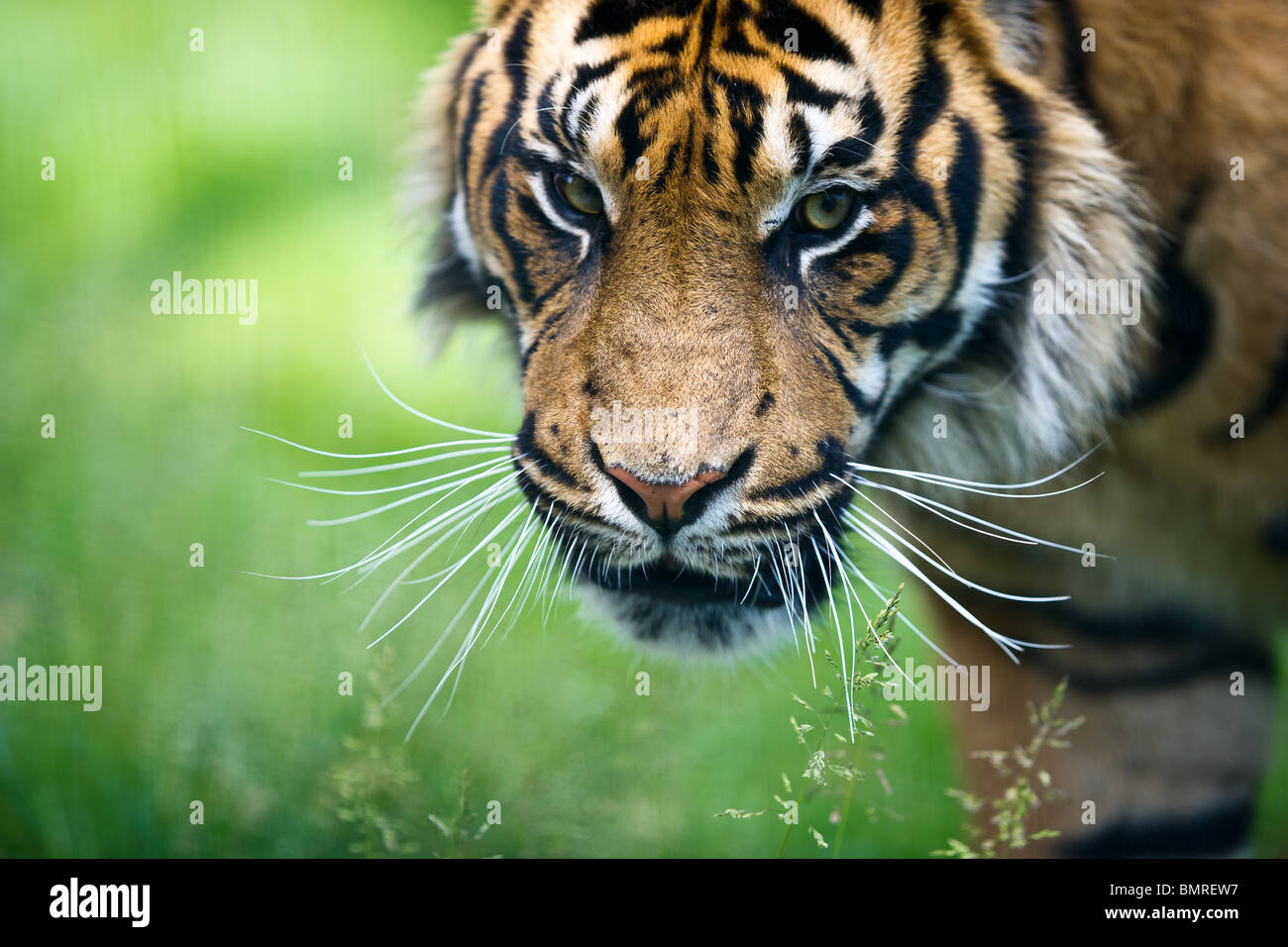 Colpo di Testa della tigre di Sumatra cercando minacciosamente verso la telecamera Foto Stock