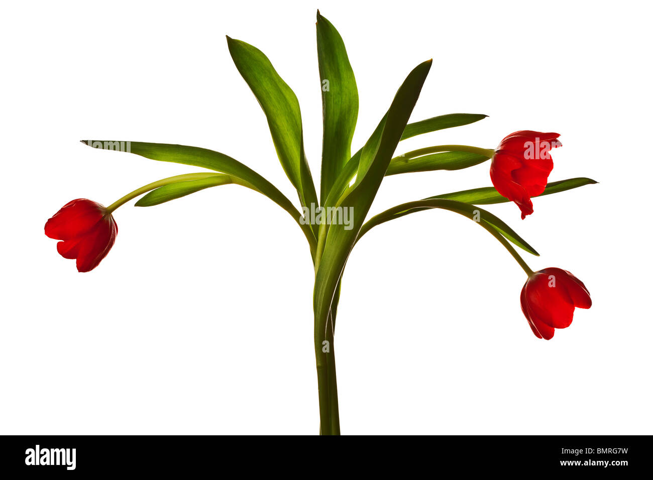 Rosso scuro tulipani isolati su sfondo bianco Foto Stock