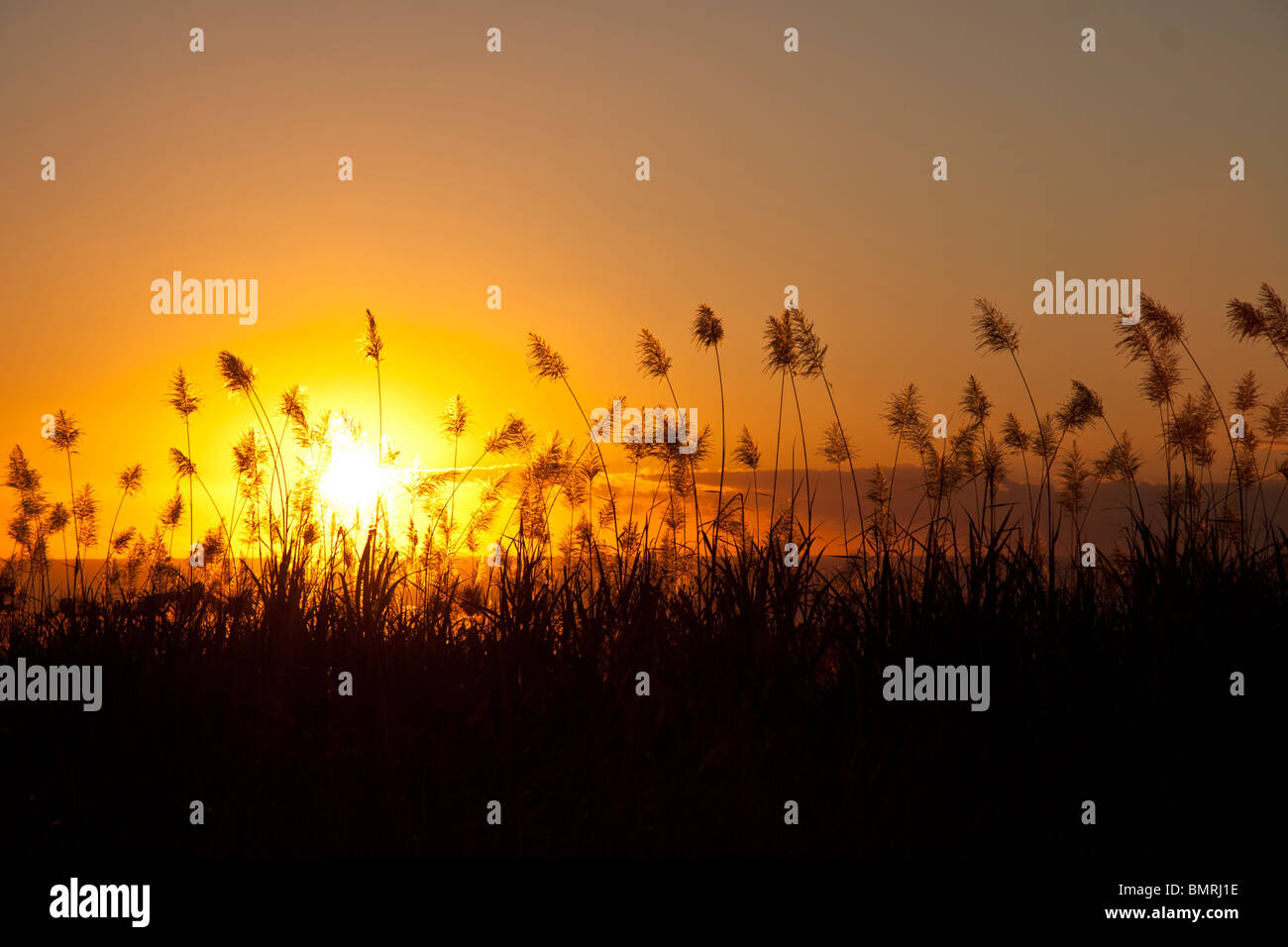 Tramonto tropicale dietro i campi di canna da zucchero sull'isola tropicale di Mauritius. Foto Stock