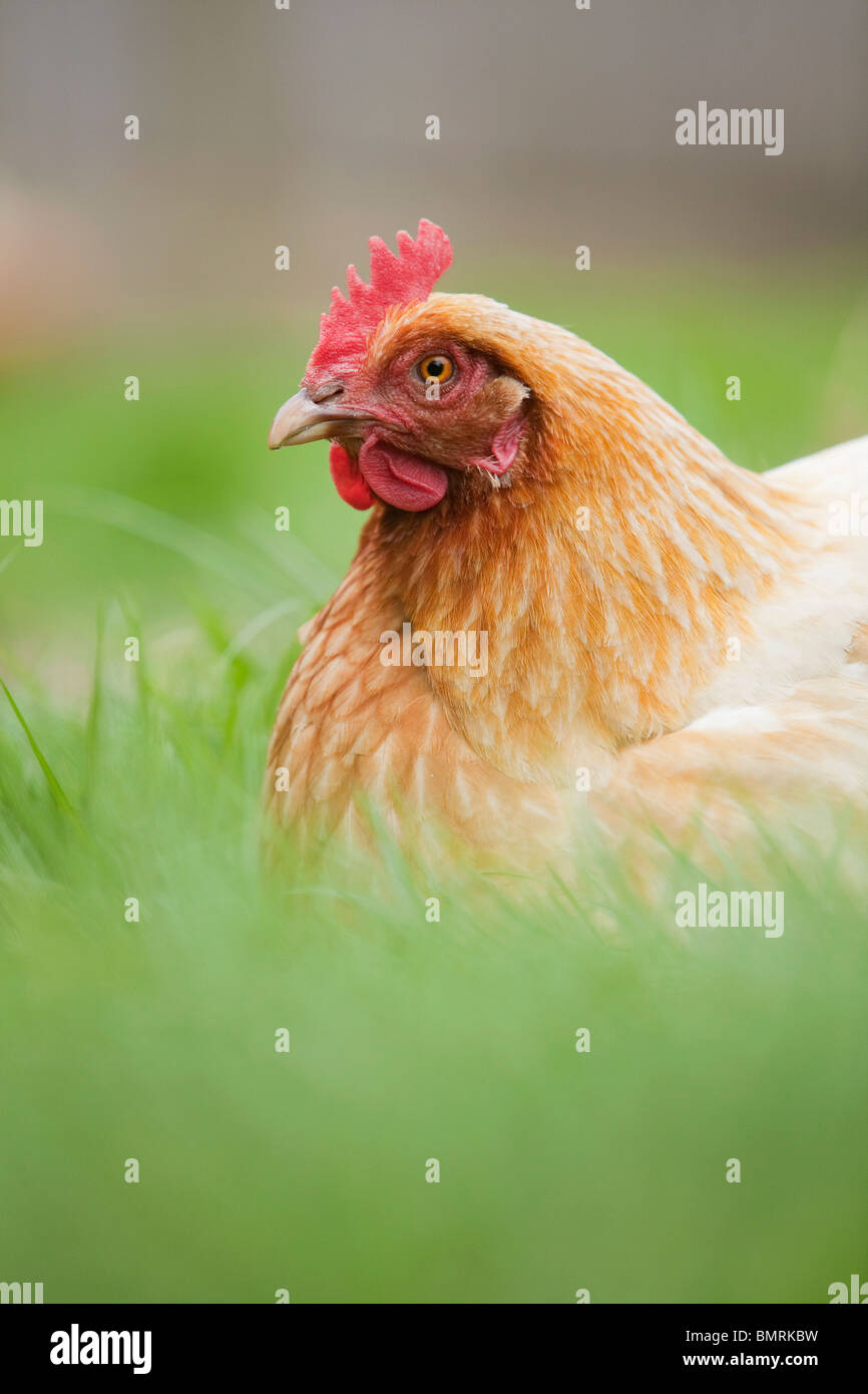 A Rhode Island red hen ibrido di pollo (Gallus gallus domesticus) in una fattoria in Lincolnshire, Inghilterra Foto Stock