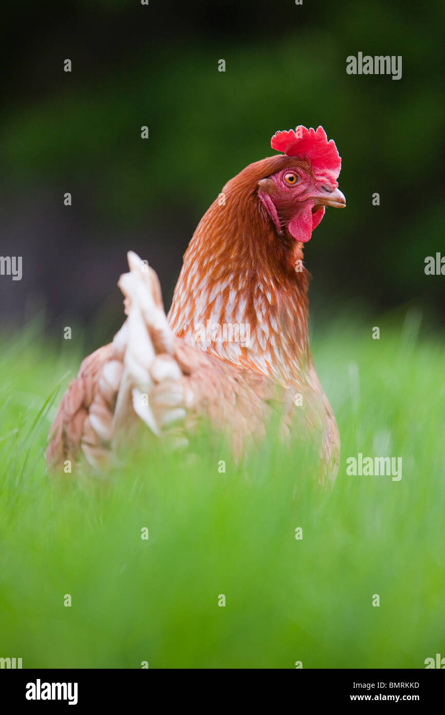 A Rhode Island red hen ibrido di pollo (Gallus gallus domesticus) in una fattoria in Lincolnshire, Inghilterra Foto Stock