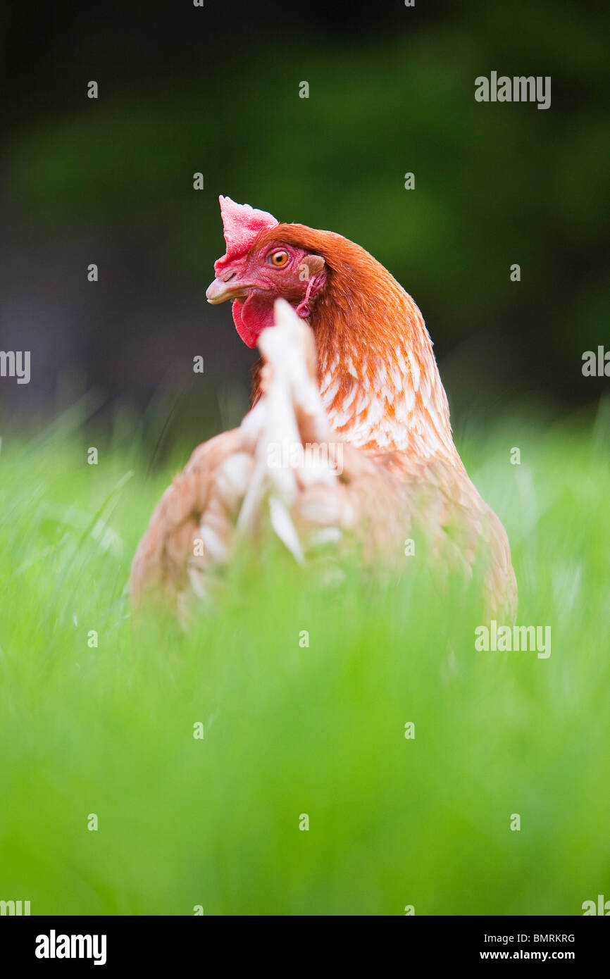 A Rhode Island red hen ibrido di pollo (Gallus gallus domesticus) in una fattoria in Lincolnshire, Inghilterra Foto Stock