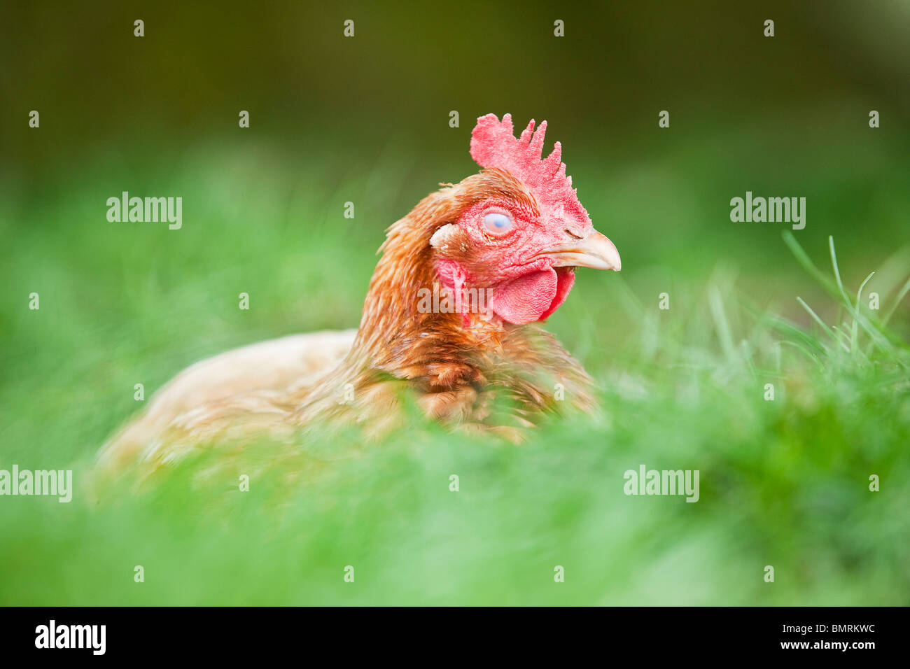 A Rhode Island red hen ibrido di pollo (Gallus gallus domesticus) in una fattoria in Lincolnshire, Inghilterra Foto Stock