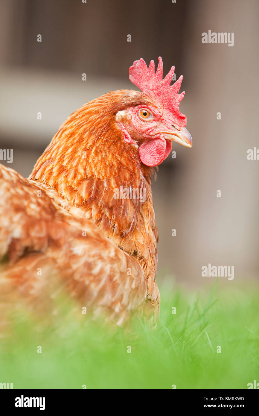 A Rhode Island red hen ibrido di pollo (Gallus gallus domesticus) in una fattoria in Lincolnshire, Inghilterra Foto Stock