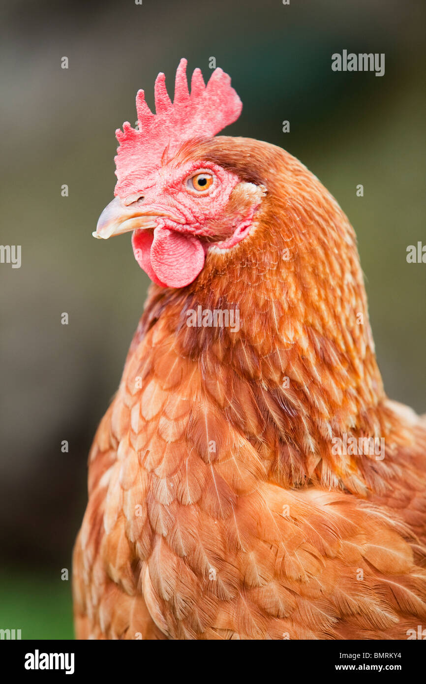 A Rhode Island red hen ibrido di pollo (Gallus gallus domesticus) in una fattoria in Lincolnshire, Inghilterra Foto Stock