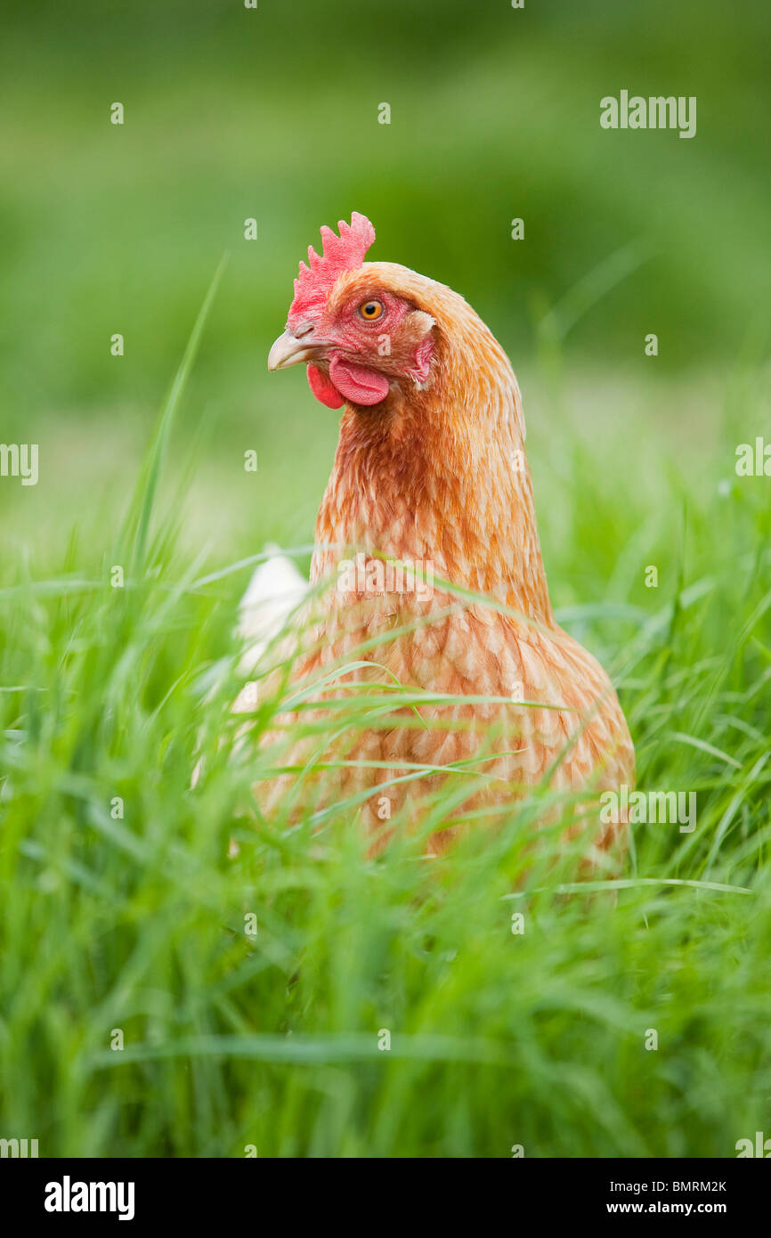 A Rhode Island red hen ibrido di pollo (Gallus gallus domesticus) in una fattoria in Lincolnshire, Inghilterra Foto Stock