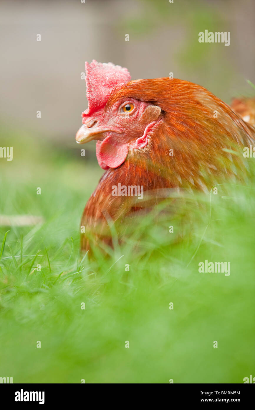 A Rhode Island red hen ibrido di pollo (Gallus gallus domesticus) in una fattoria in Lincolnshire, Inghilterra Foto Stock