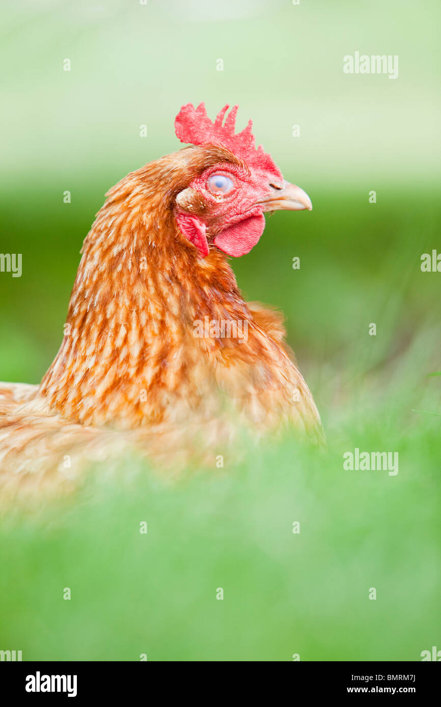 A Rhode Island red hen ibrido di pollo (Gallus gallus domesticus) in una fattoria in Lincolnshire, Inghilterra Foto Stock