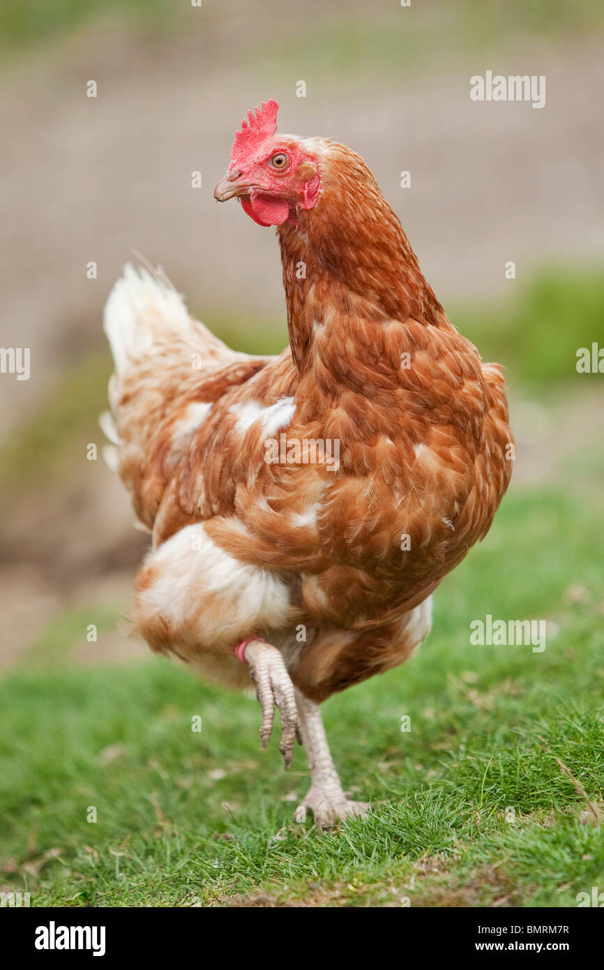 A Rhode Island red hen ibrido di pollo (Gallus gallus domesticus) in una fattoria in Lincolnshire, Inghilterra Foto Stock