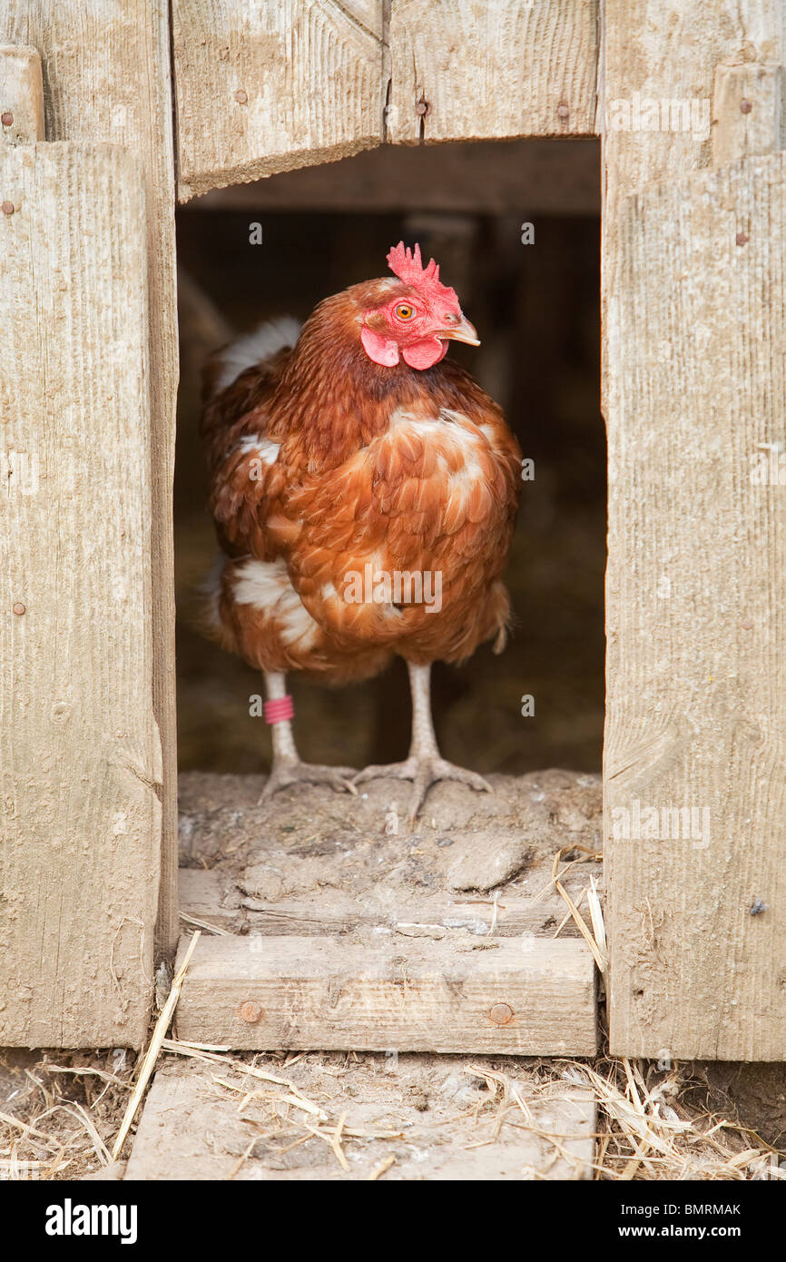 A Rhode Island red hen ibrido di pollo (Gallus gallus domesticus) in una fattoria in Lincolnshire, Inghilterra Foto Stock