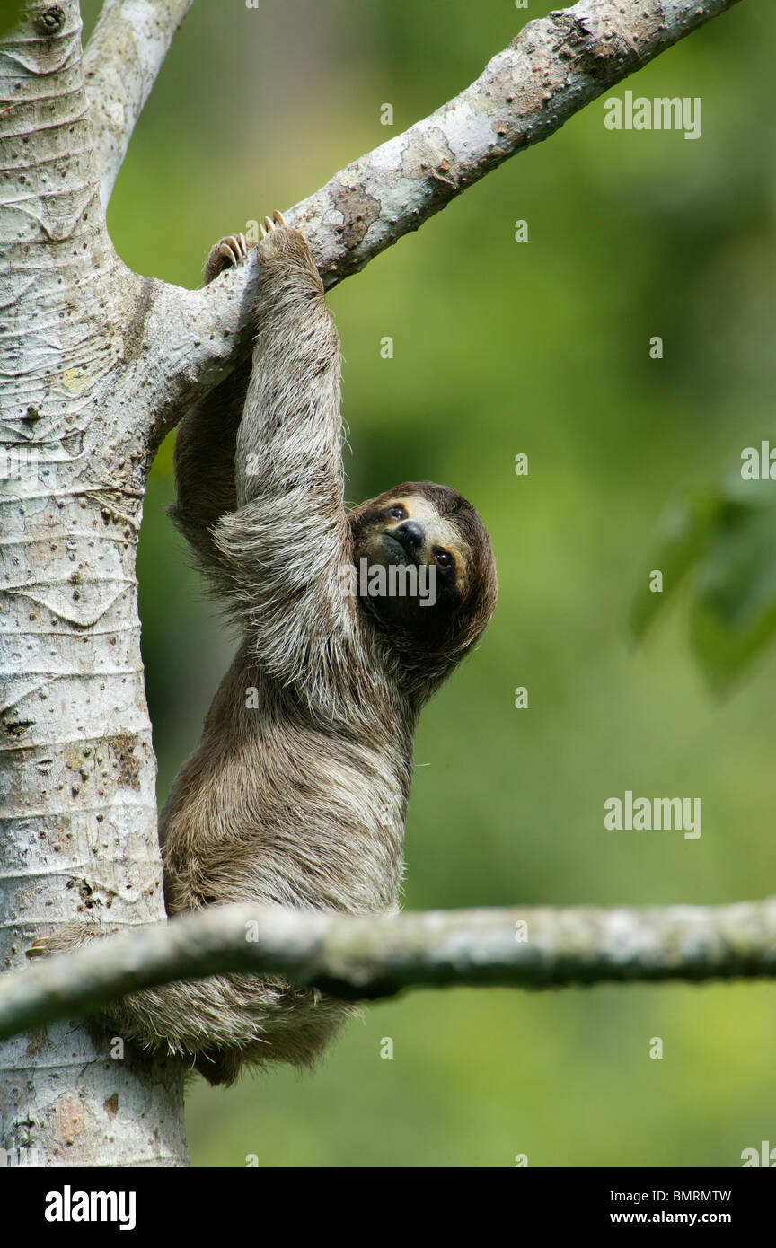 Il bradipo, Bradypus variegatus, nei 265 ettari della foresta pluviale del Parco Metropolitano, Città di Panama, Repubblica di Panama. Foto Stock