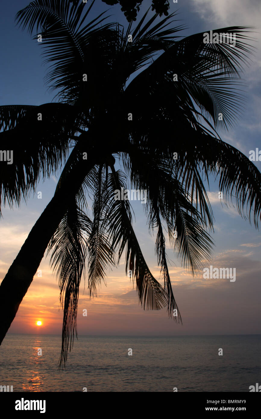 Tramonto attraverso le palme penang malaysia crepuscolo Foto Stock